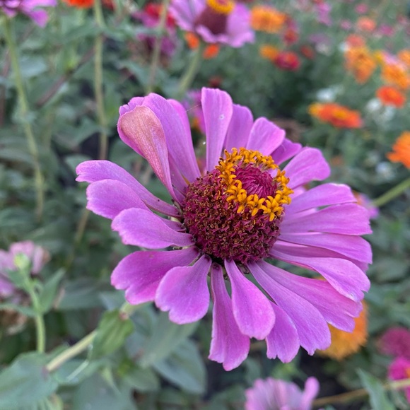 Meet your Posher, Rachel - Picture 1 of 1